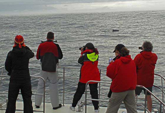 Photographing dorsal fins